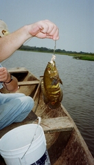 Astronotus ocellatus