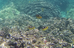 Chaetodon quadrimaculatus