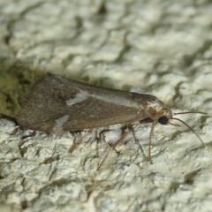 Cisthene liberomacula