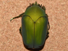 Cotinis mutabilis typica