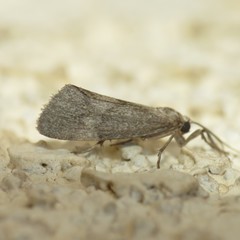 Cisthene faustinula