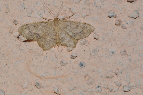 Idaea subsaturata