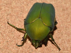 Cotinis mutabilis typica