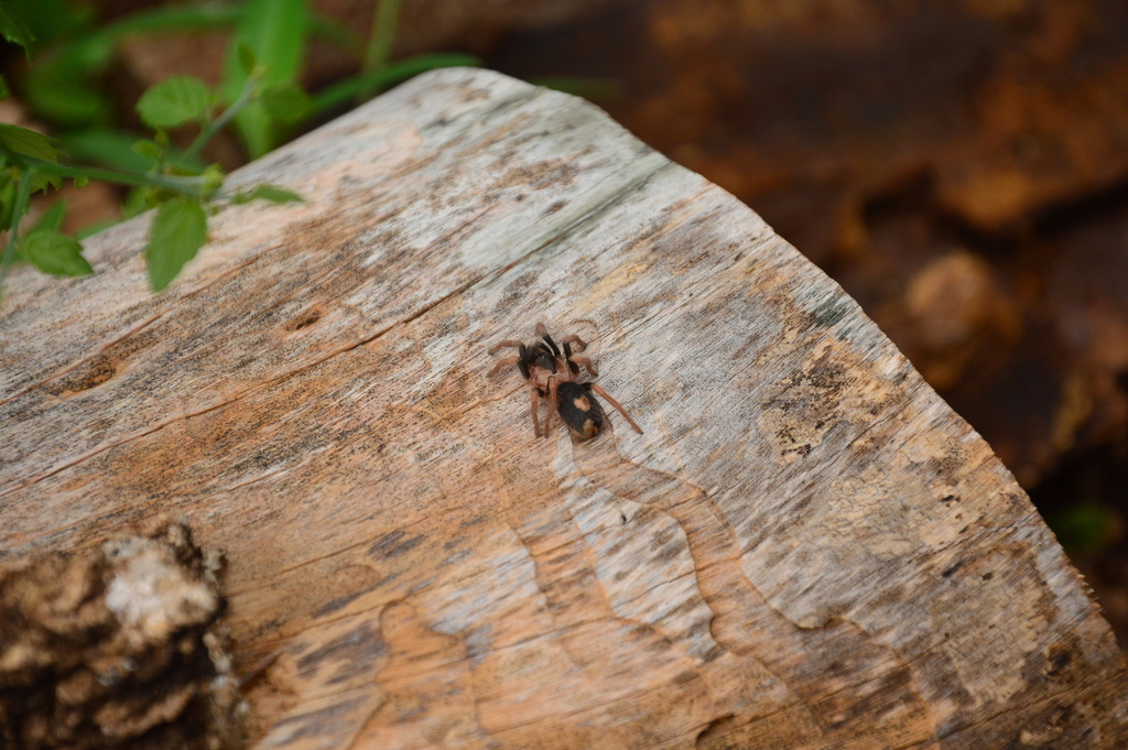Cyriocosmus versicolor