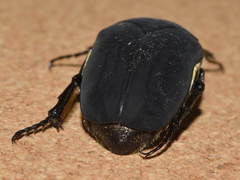 Cotinis mutabilis atrata