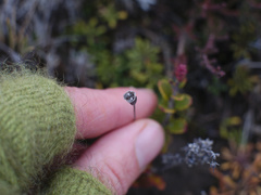 Wahlenbergia pygmaea pygmaea