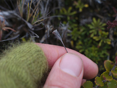 Wahlenbergia pygmaea pygmaea