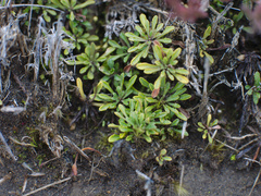 Wahlenbergia pygmaea pygmaea