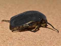 Cotinis mutabilis atrata