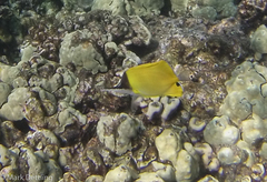 Forcipiger longirostris