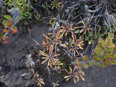 Wahlenbergia pygmaea pygmaea