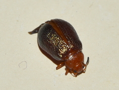 Plagiodera