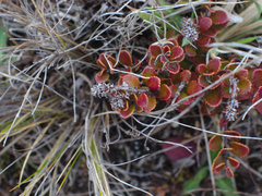 Gaultheria colensoi