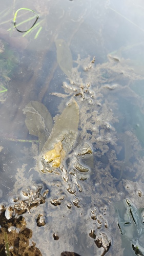 Coilodesme californica observed 2025-07-10