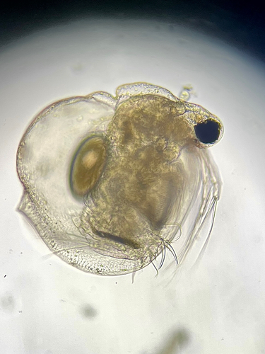 Ceriodaphnia reticulata