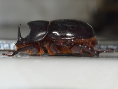 Xyloryctes corniger