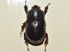 Xyloryctes corniger