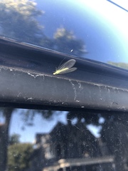 Chrysoperla pudica-group