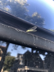 Chrysoperla pudica-group