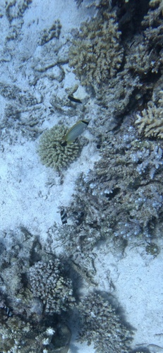 Chaetodon trifascialis