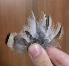 Upupa epops