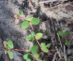 Euphorbia cordifolia