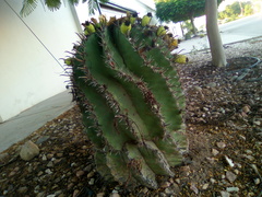 Ferocactus herrerae