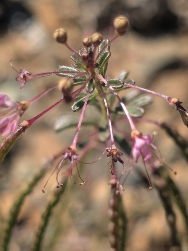 Iberian Spiderflower (Cleome iberica)