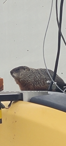 Groundhog