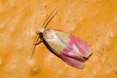 Cochylis rosaria