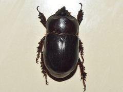 Xyloryctes corniger