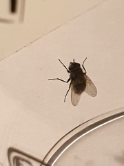 Cyclorrhapha