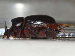 Xyloryctes corniger