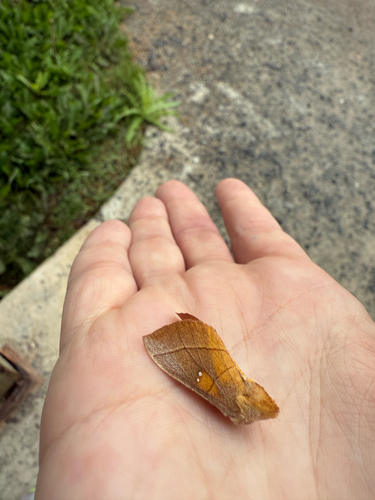 White-dotted Prominent