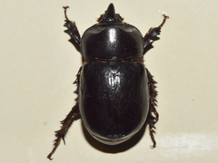 Xyloryctes corniger