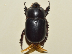 Xyloryctes corniger