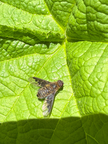 Unknown species found near Inspiration Point Trail, Alta, WY, US