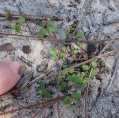 Euphorbia cordifolia