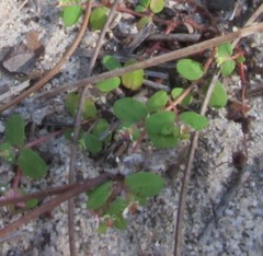 Euphorbia cordifolia