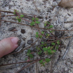 Euphorbia cordifolia