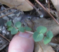 Euphorbia cordifolia