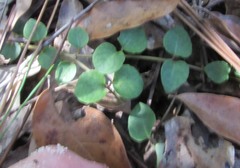 Euphorbia cordifolia