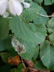 Amauromyza labiatarum