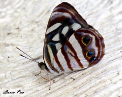 Dynamine postverta mexicana