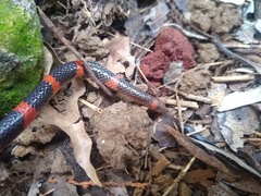 Geophis semidoliatus