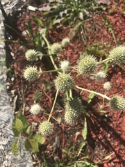 Eryngium yuccifolium