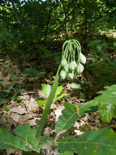 Allium siculum
