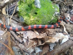 Geophis semidoliatus