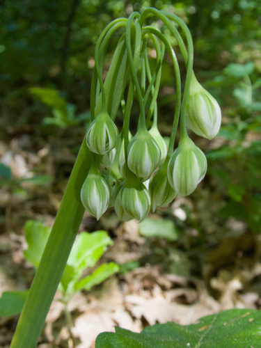 Allium siculum