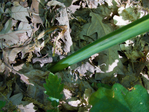 Allium siculum